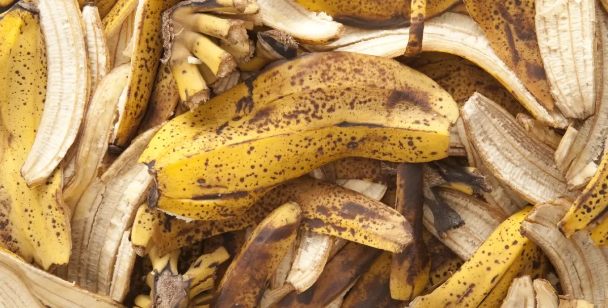 Estudo analisa o aproveitamento da casca de banana para produção de energia e de insumos para a agricultura